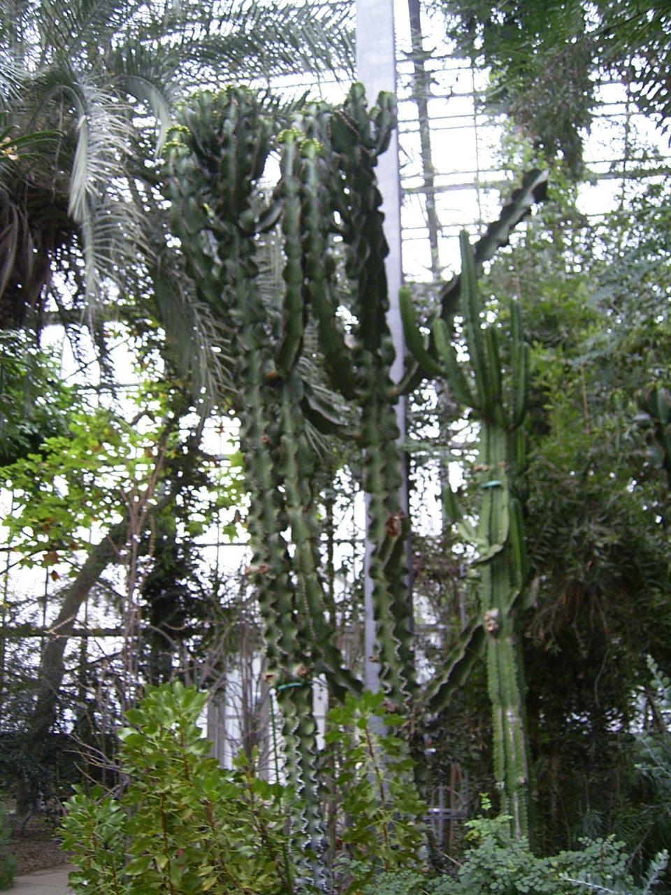 ユーフォルビア 巒岳 アビシニカ 超大株 珍品 Yahoo!オークション - 激